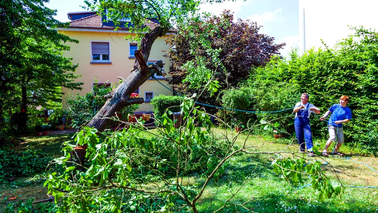 Copacii pot răcori orașele sufocate de caniculă, dar nu pot salva singuri viitorul urban. Ce au descoperit cercetătorii