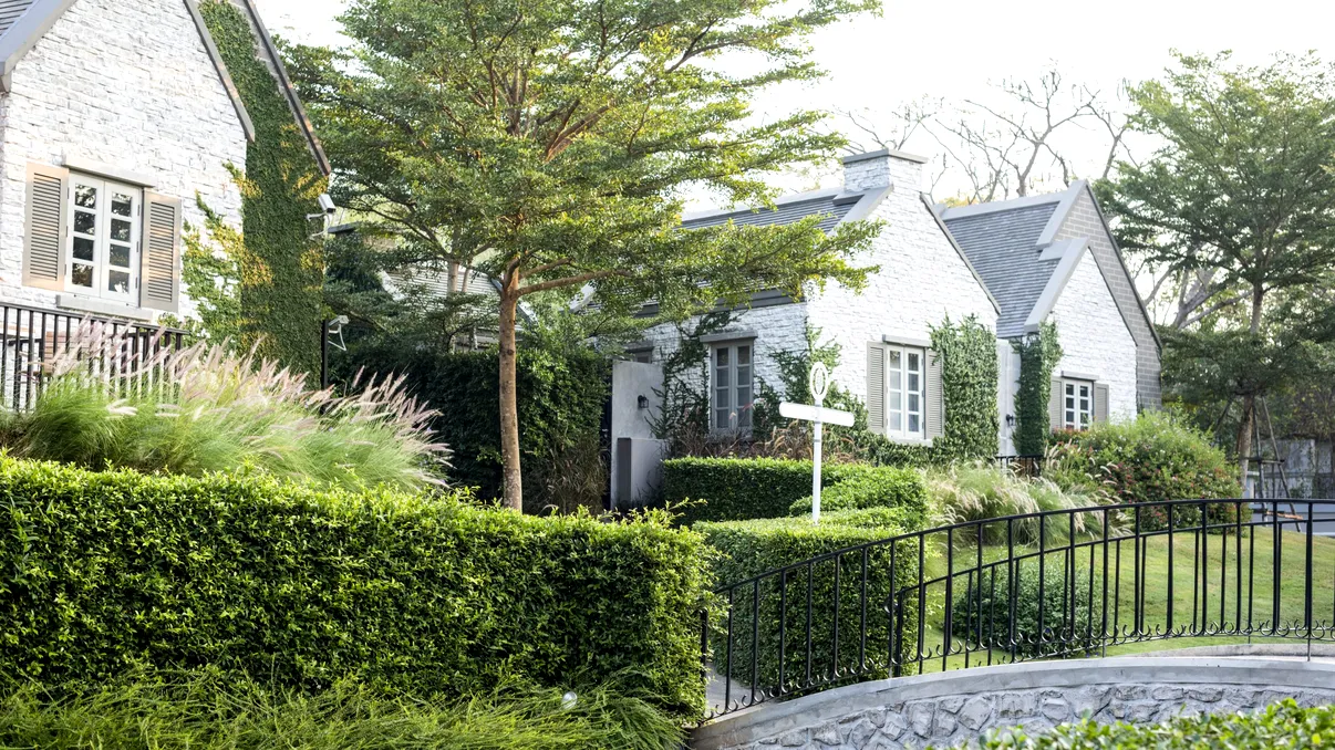 Arbori pe care nu ar trebui să îi plantezi niciodată lângă alee sau lângă intrarea de acces pentru mașină, potrivit experților