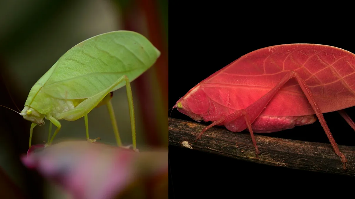 Insecta care a uimit biologii: de ce o „frunză” vie din pădurea tropicală se face roz aprins și apoi revine la verde