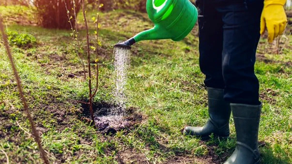 Lucrările care se fac în livadă la jumătatea lunii martie în România. Ce trebuie să facă pomicultorii pentru o recoltă bogată