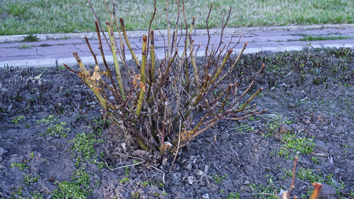 Cum să tai trandafirii primăvara pentru flori bogate în vară. Trebuie să fii atent la muguri