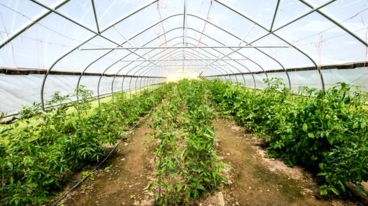 La ce temperatură se plantează roșiile și ardeii în solar. Câte grade trebuie să aibă solul pentru a nu suferi răsadurile