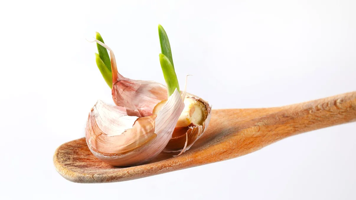 Ce se întâmplă dacă consumi usturoi încolţit: experţii în siguranţă alimentară explică dacă este un semn de alterare