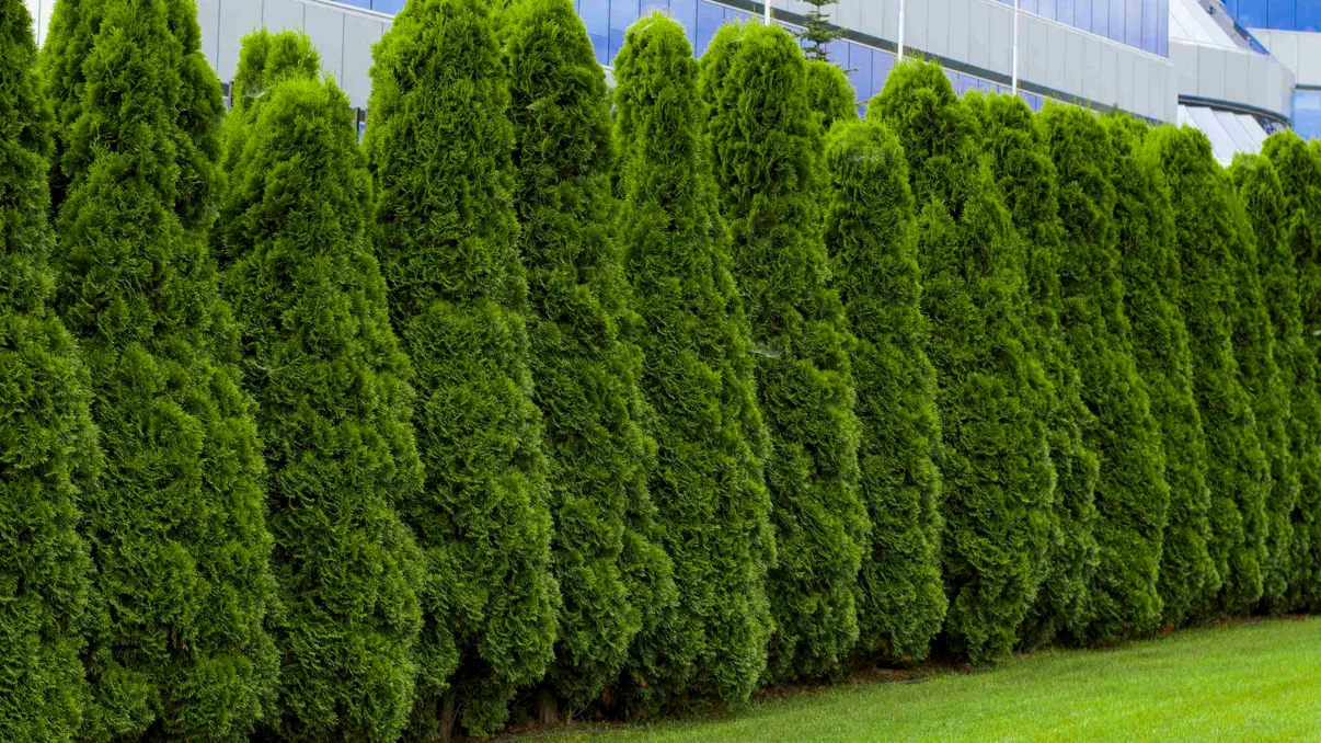 Cele mai rezistente plante pentru gard viu. Opțiuni care nu necesită multă întreținere