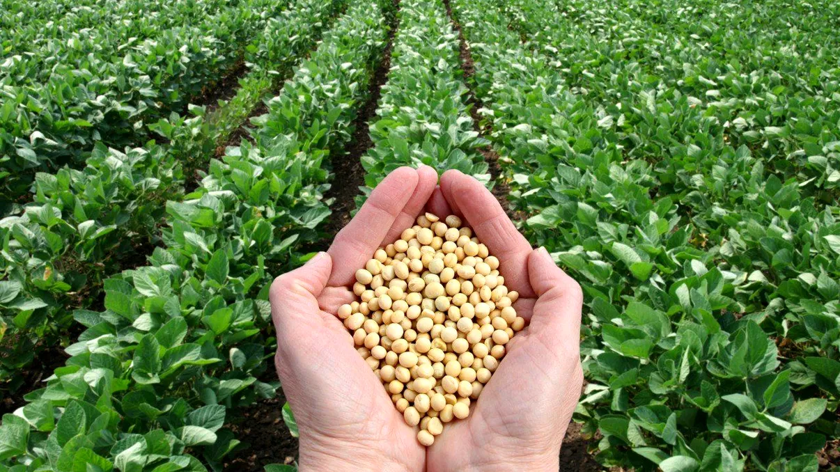 Planta care revine în atenţia agricultorilor. Producţia va creşte cu peste 60% anul acesta în România. Are multe avantaje