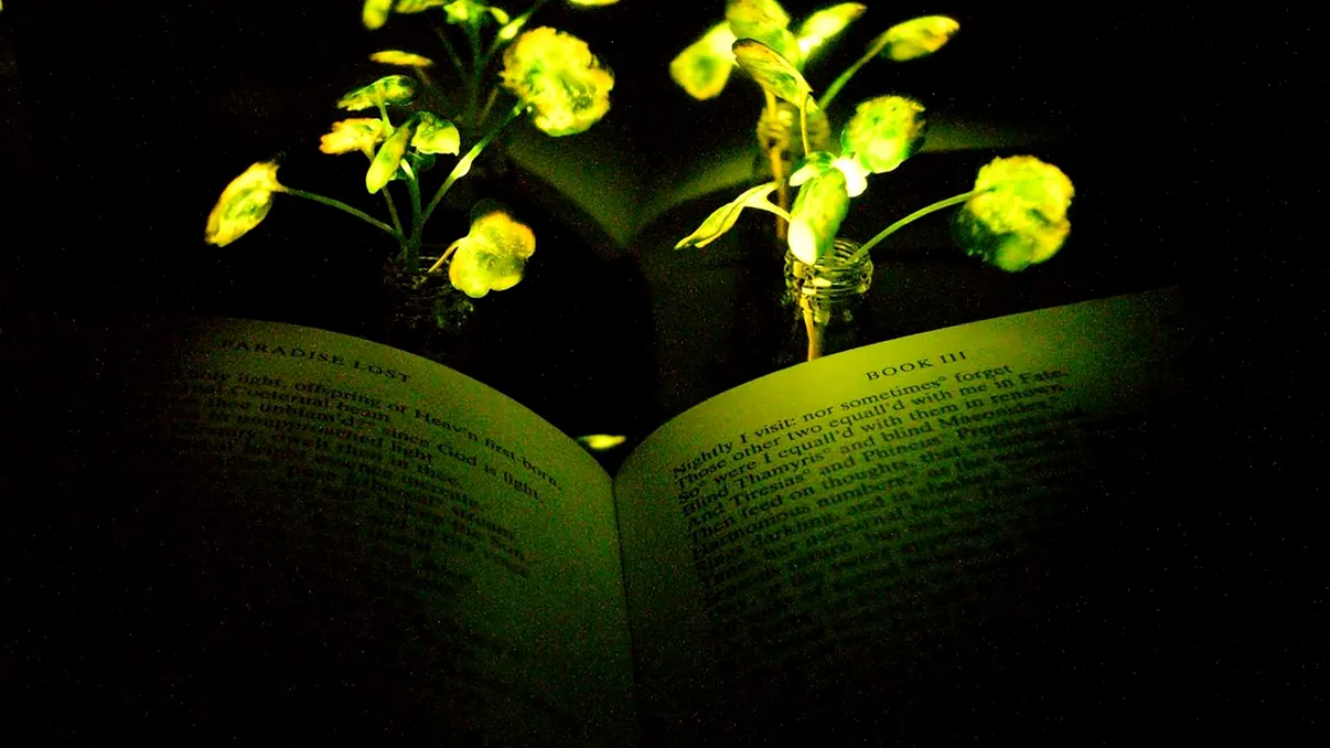 Cercetătorii au creat plante care luminează singure noaptea. Cum ar putea înlocui becurile din orașe