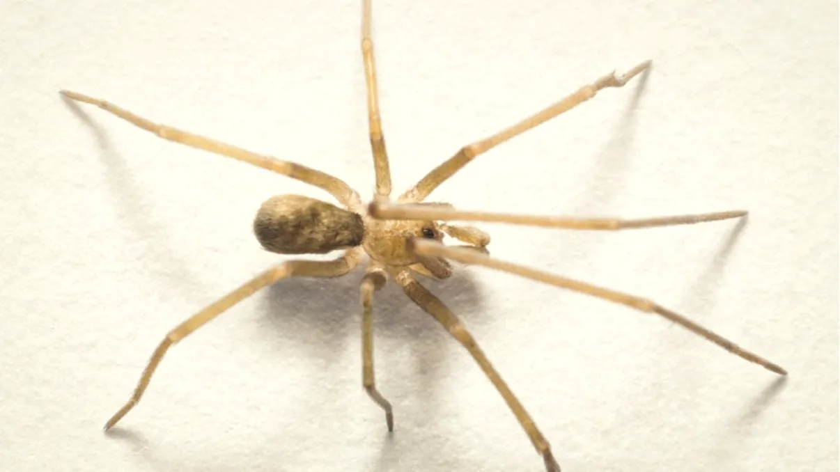 Păianjen nou descoperit, inspirat de Pink Floyd, uimește cercetătorii: vânează insecte de 6 ori mai mari decât el