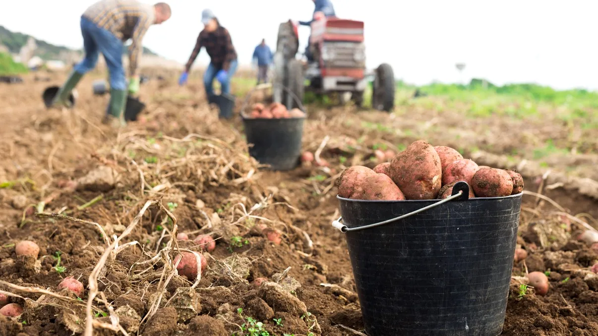 Subvenții noi în agricultură: Românii care cultivă usturoi şi cartofi primesc bani de la stat. Care este ajutorul financiar oferit fermierilor