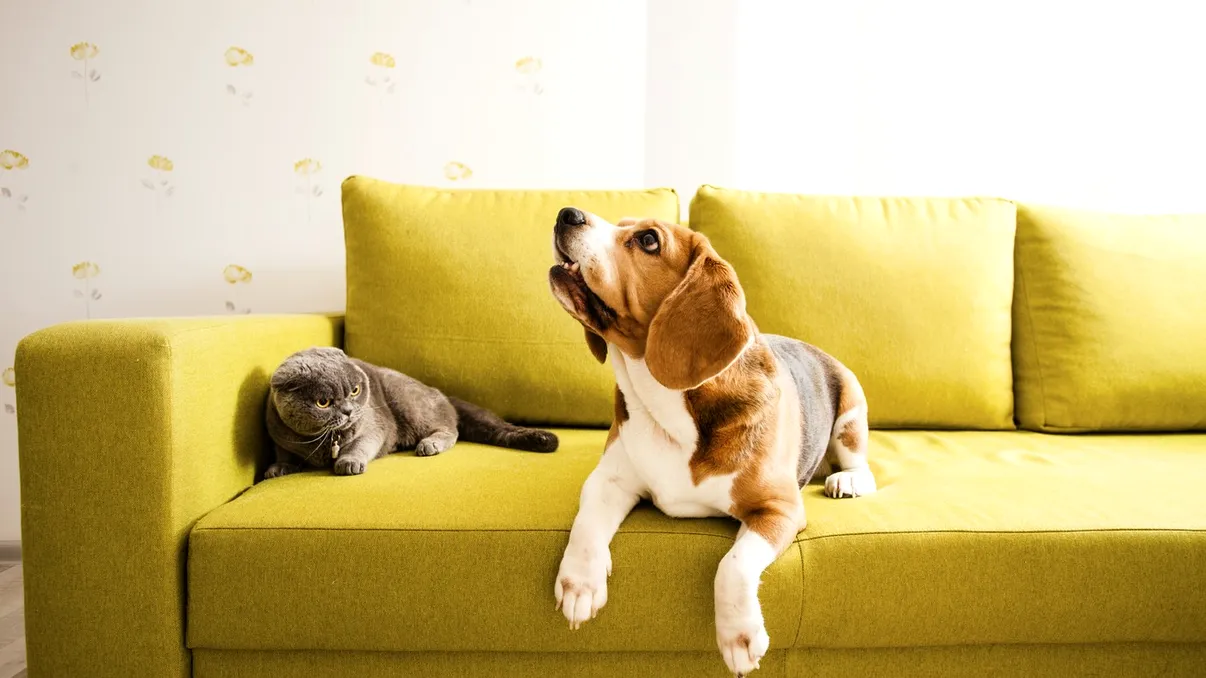Câte animale ai voie să ţii într-un apartament. Reguli de respectat când sunt scoase din locuinţă