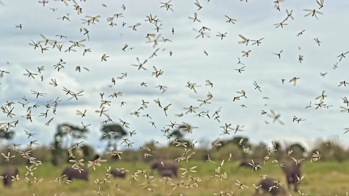 Țânțarii care au schimbat istoria: malaria ar fi decis unde au trăit primii oameni în Africa