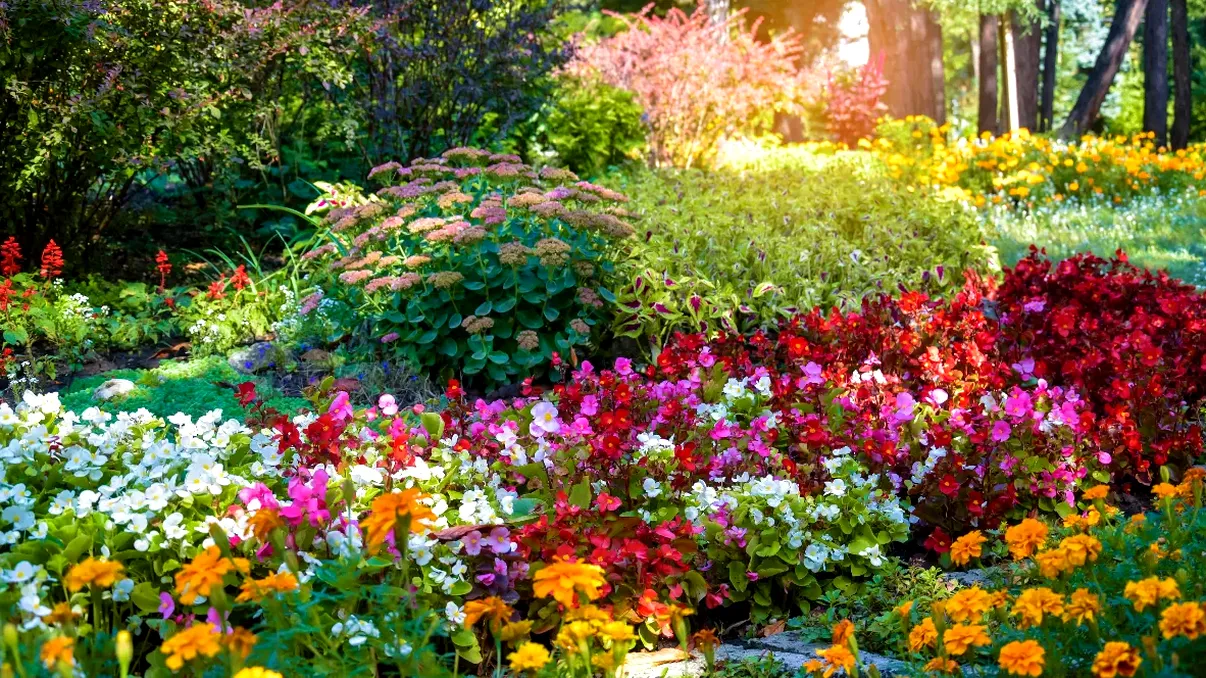 11 flori perene spectaculoase care înfloresc luni la rând și nu trebuie replantate în fiecare an