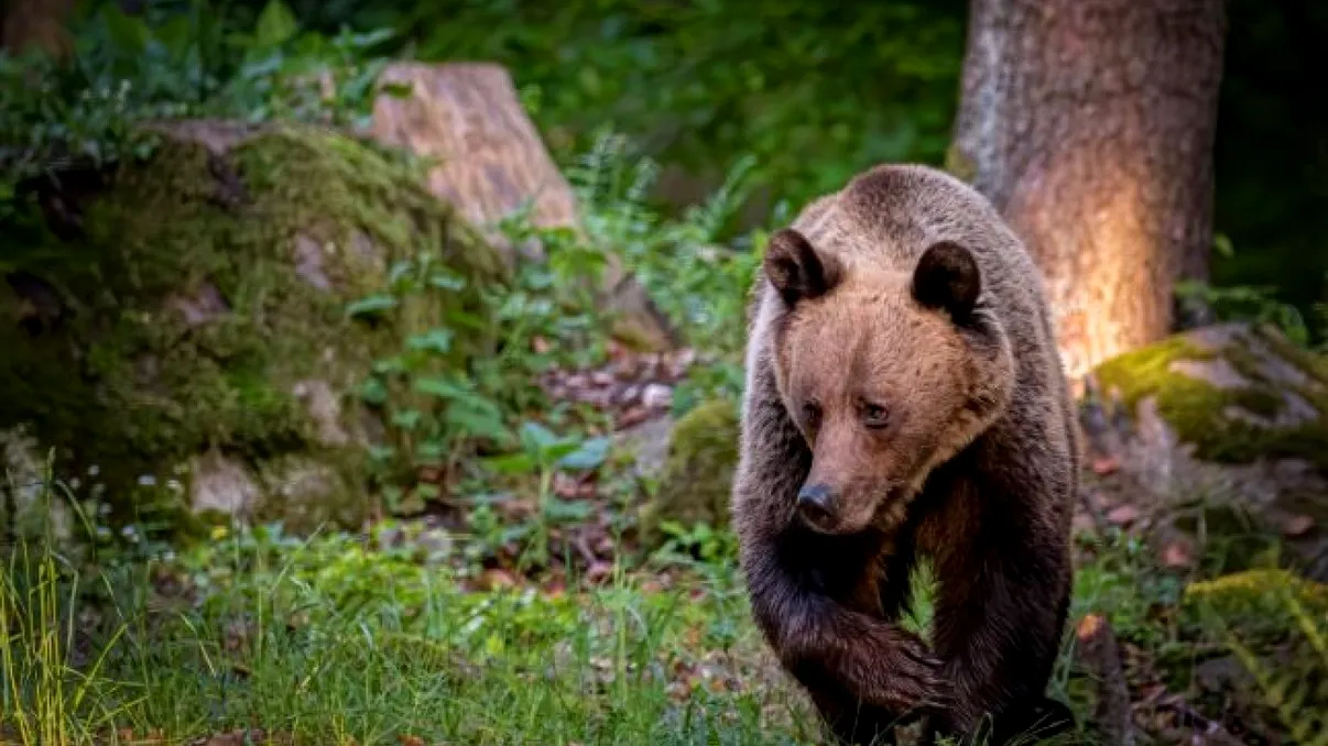 Ce nu trebuie să faci niciodată dacă vezi un urs aproape de casă