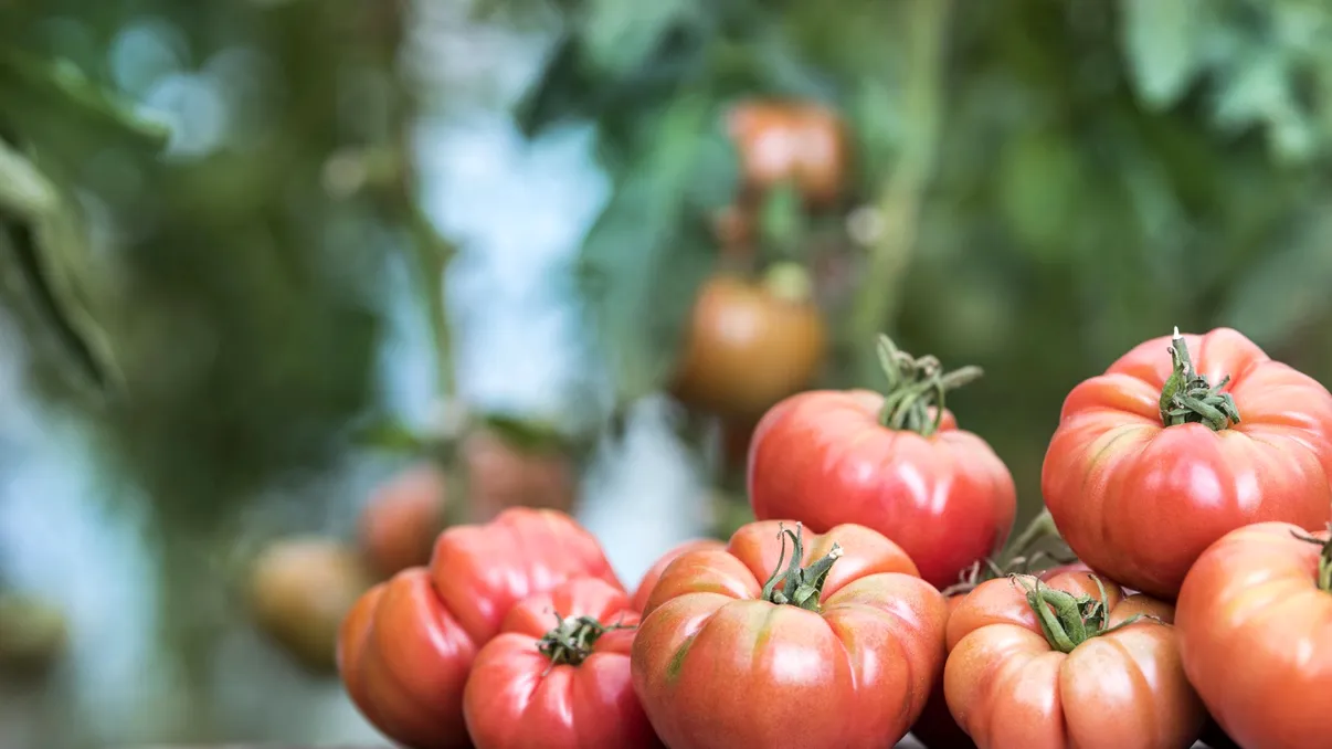 Când şi cum să uzi roşiile pentru a nu crăpa vara. Secretul agricultorilor cu experienţă