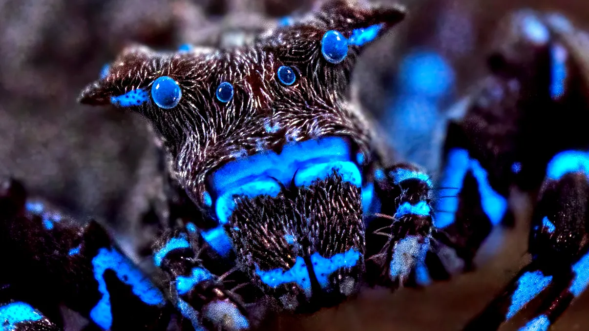 FOTO | Ființe ca din altă lume, descoperite de cercetători. Păianjenul fluorescent și insectele necunoscute care au uimit lumea științei