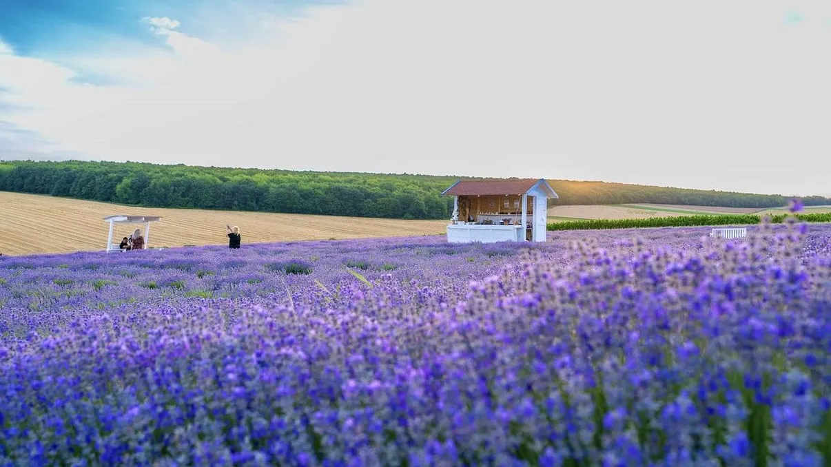 Planta cu care românii au dat lovitura în ultimii ani. Este căutată în toată lumea, este considerată 