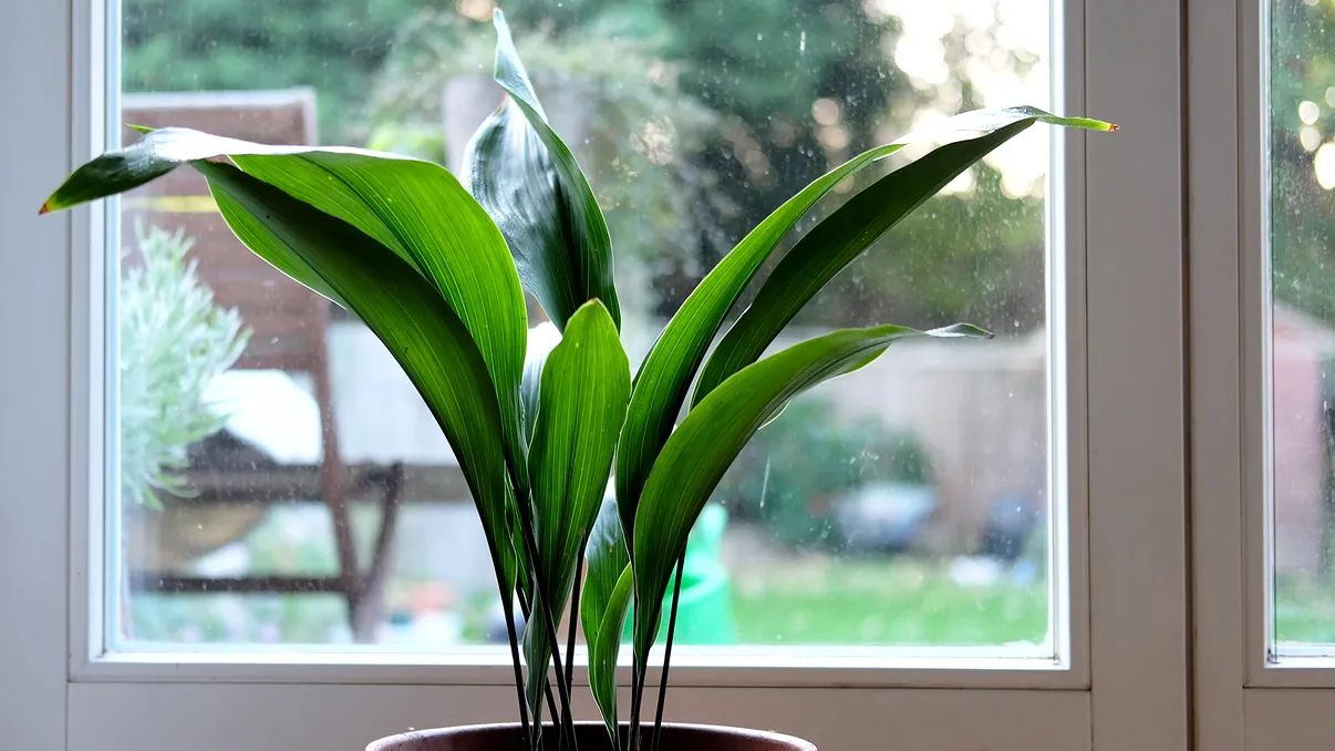 Planta de interior super rezistentă care absoarbe căldura și răcorește aerul din casa vara. Mulţi spanioli şi italieni o au
