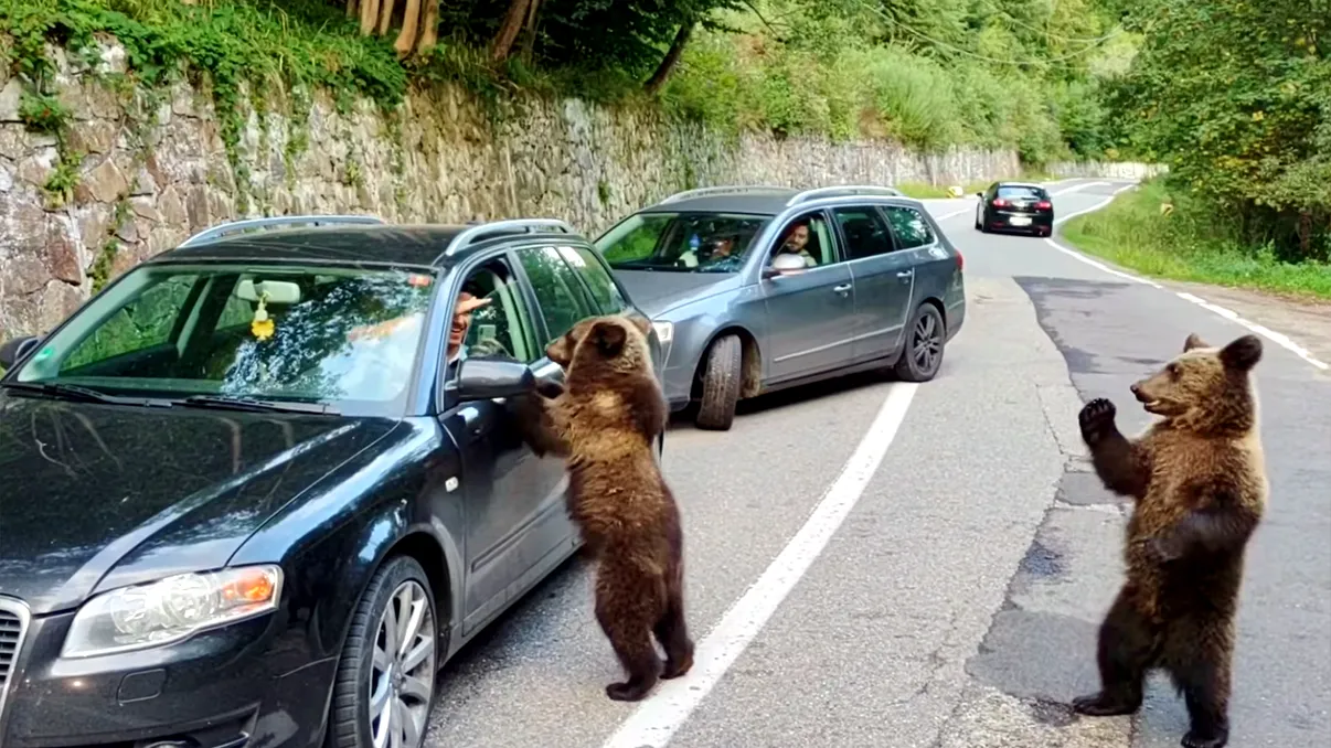 De ce cerșesc urșii la marginea drumului pe Transfăgărășan, dar fug de turiști în Retezat. Explicația care vine din anii comunismului