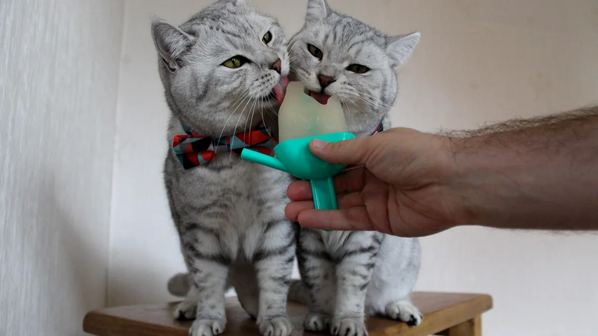 Pisicile nu pot simți gustul dulce. Descoperirea genetică ce explică unul dintre cele mai cunoscute comportamente feline