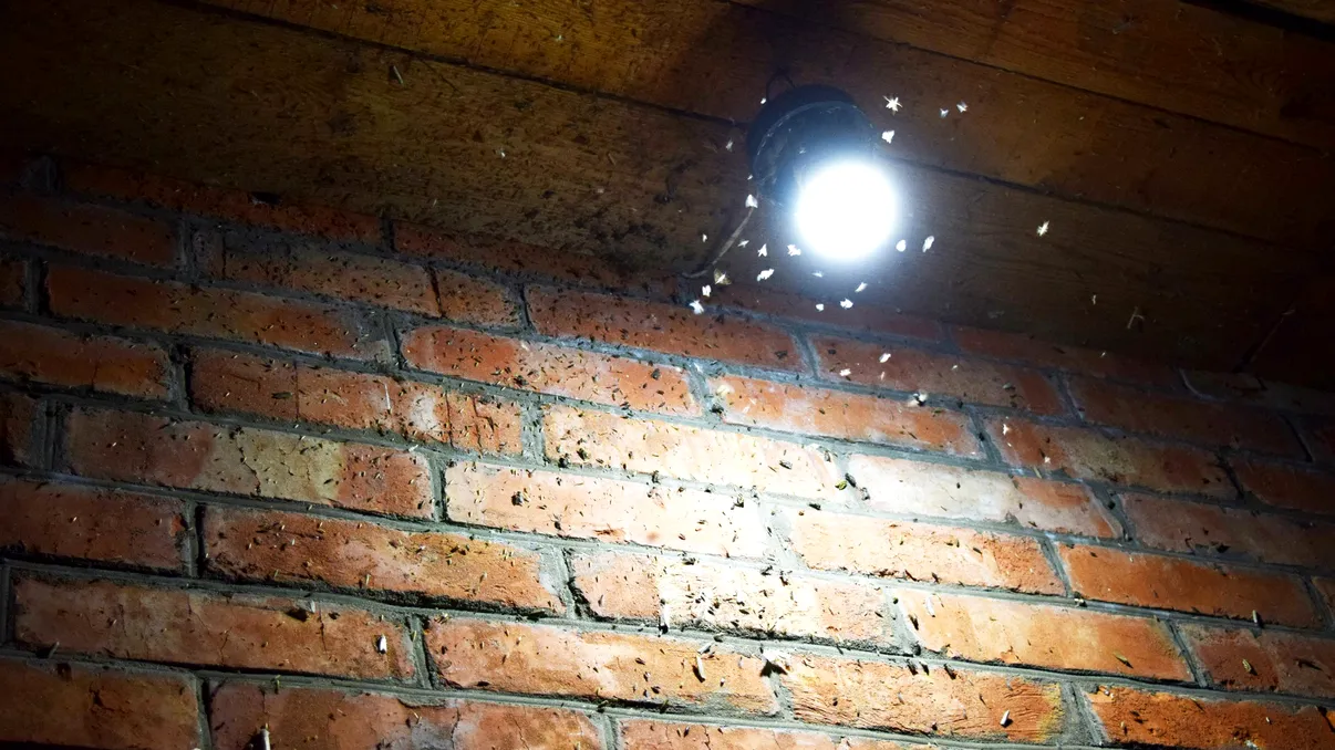 Tot mai multe insecte au invadat orașele din România. Specialiștii spun că au început să apară și specii care nu erau întâlnite în trecut