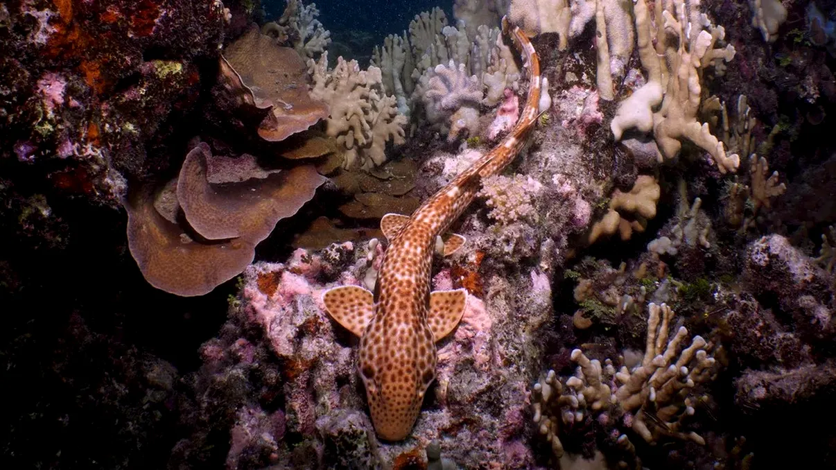 Rechinul care pare că merge cu înotătoarele a fost descoperit în Papua Noua Guinee: noua specie trăiește pe recife, nu pe uscat
