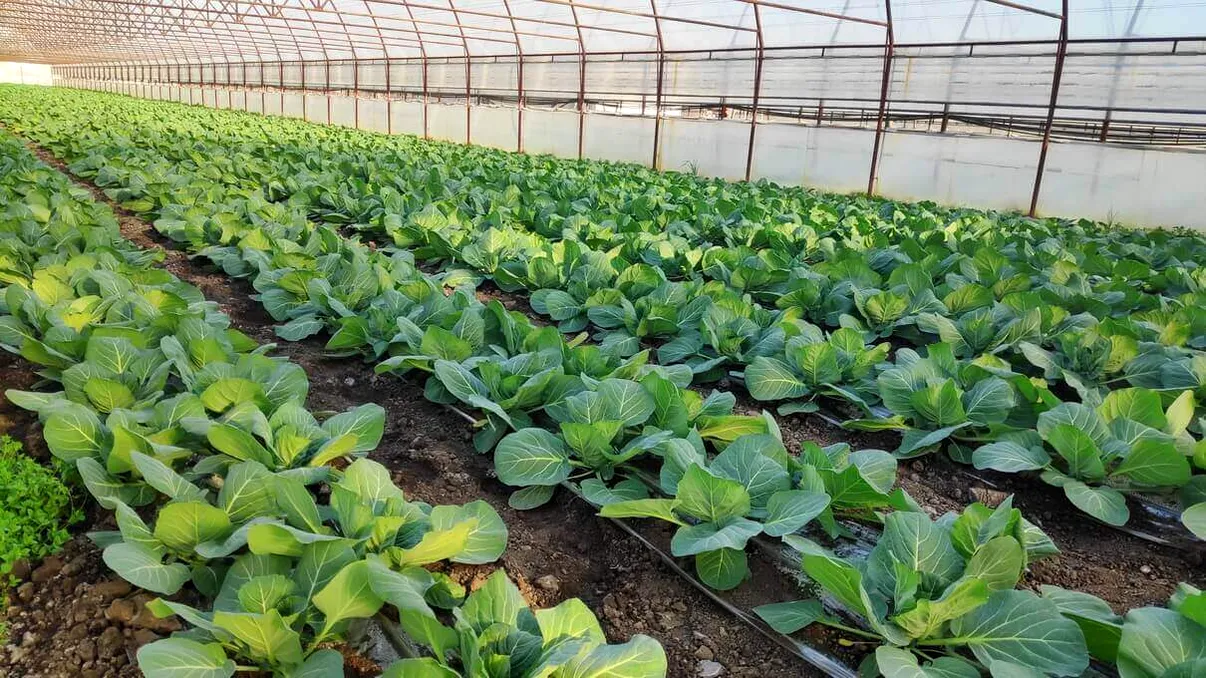 Cum se prinde mai repede răsadul de varză după plantare. Ce să pui în groapă pentru căpățâni mari și sănătoase