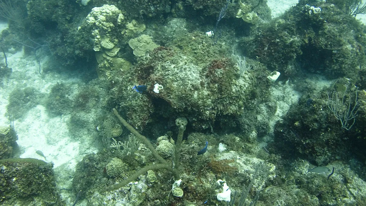 Descoperire spectaculoasă în largul Japoniei: cercetătorii au găsit concentrații record de aur la sute de metri sub ocean