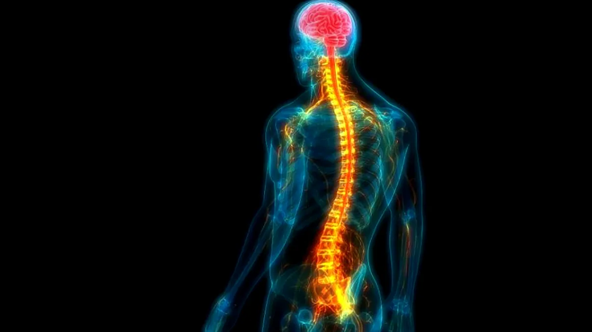 Leziunile măduvei spinării considerate ireversibile ar putea fi tratate. Descoperirea care dă speranță milioane de pacienți