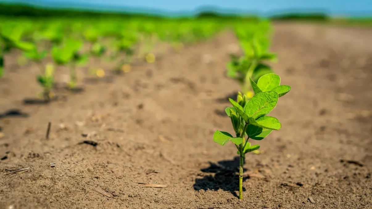 Canicula îți distruge plantele din grădină? Ce recomandă specialiștii ca să își revină