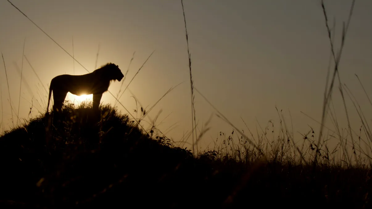 Patru ani de filmări pentru povestea unui singur leu. Kio vrea să devină rege în noul documentar National Geographic