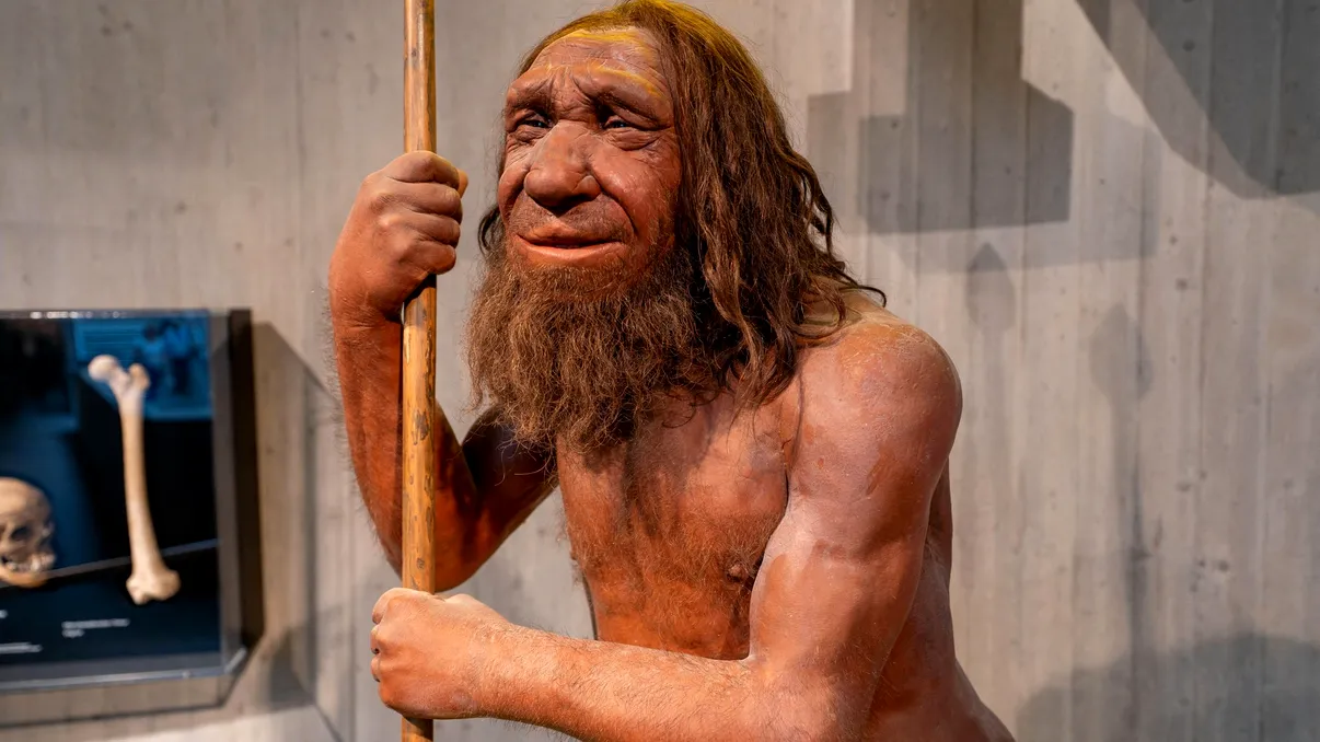 Neanderthalienii ne-au lăsat o genă care poate crește masa musculară. Doar o parte dintre oameni o au