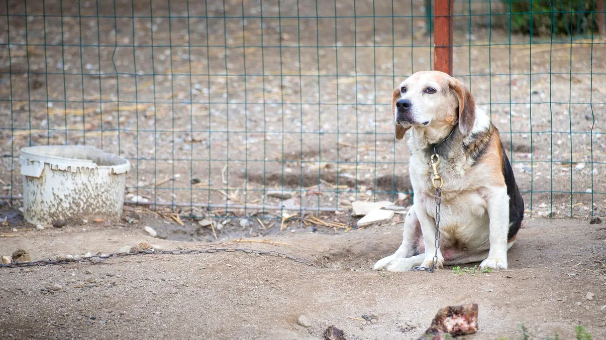 Animalele vecinului îți distrug grădina? Cine plătește pagubele și cum îți recuperezi banii în 2026