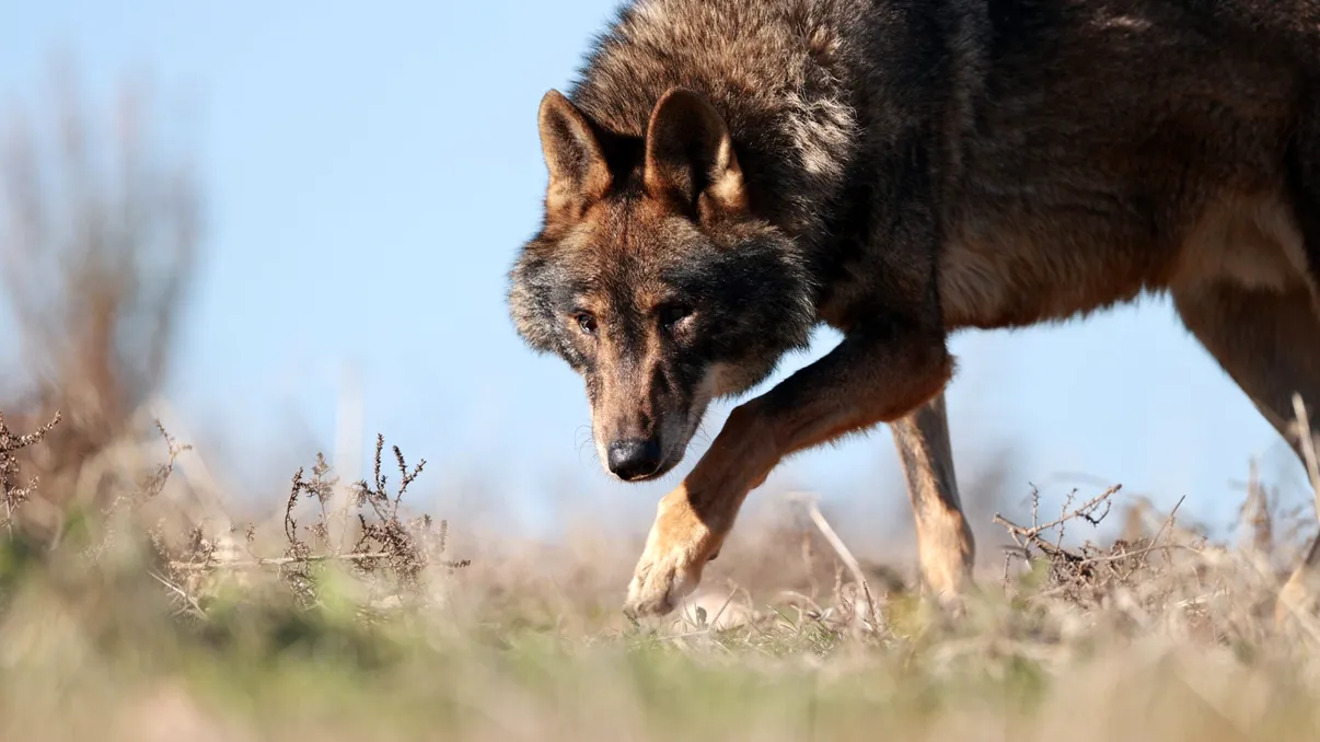 Oraşul din România unde oamenii se tem să iasă din case din cauza lupilor. Animalele umblă în haită pe străzi