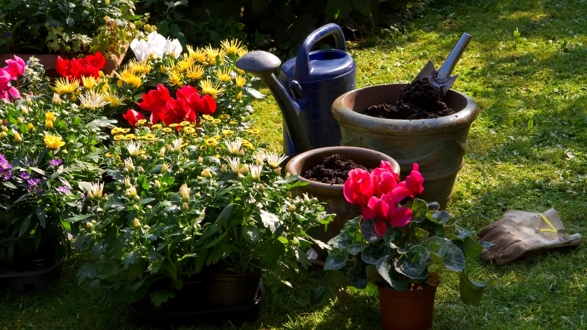Plantele pe care nu trebuie să le tunzi toamna. Greșeala care poate însemna mai puține flori la primăvară