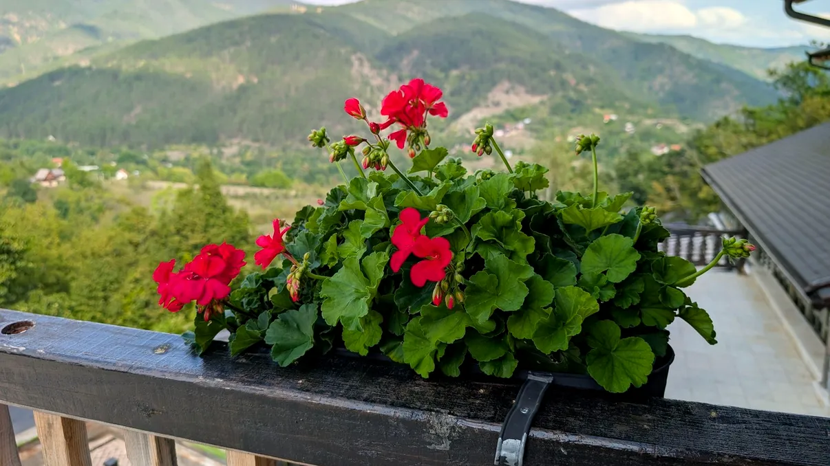Temperatura la care trebuie să iei mușcatele de pe balcon. Cum le pregătești pentru iarnă