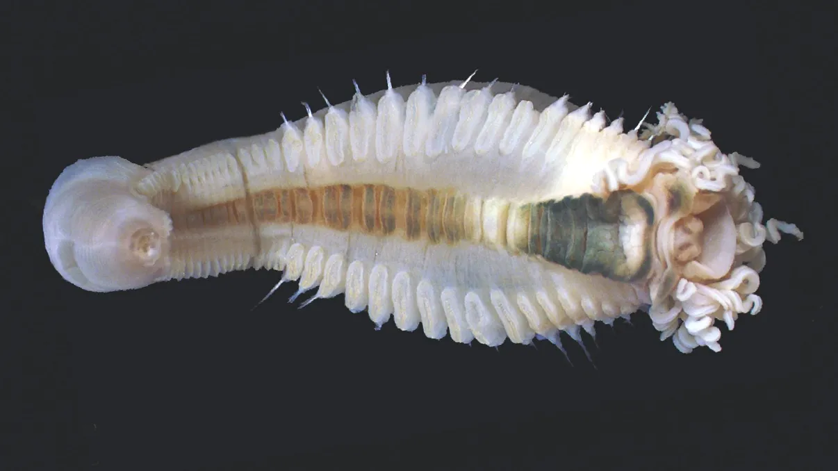 Creaturi bizare, asemănătoare unor monștri cu tentacule, descoperite în adâncurile Oceanului Indian. Cercetătorii au identificat un gen complet nou de viermi marini