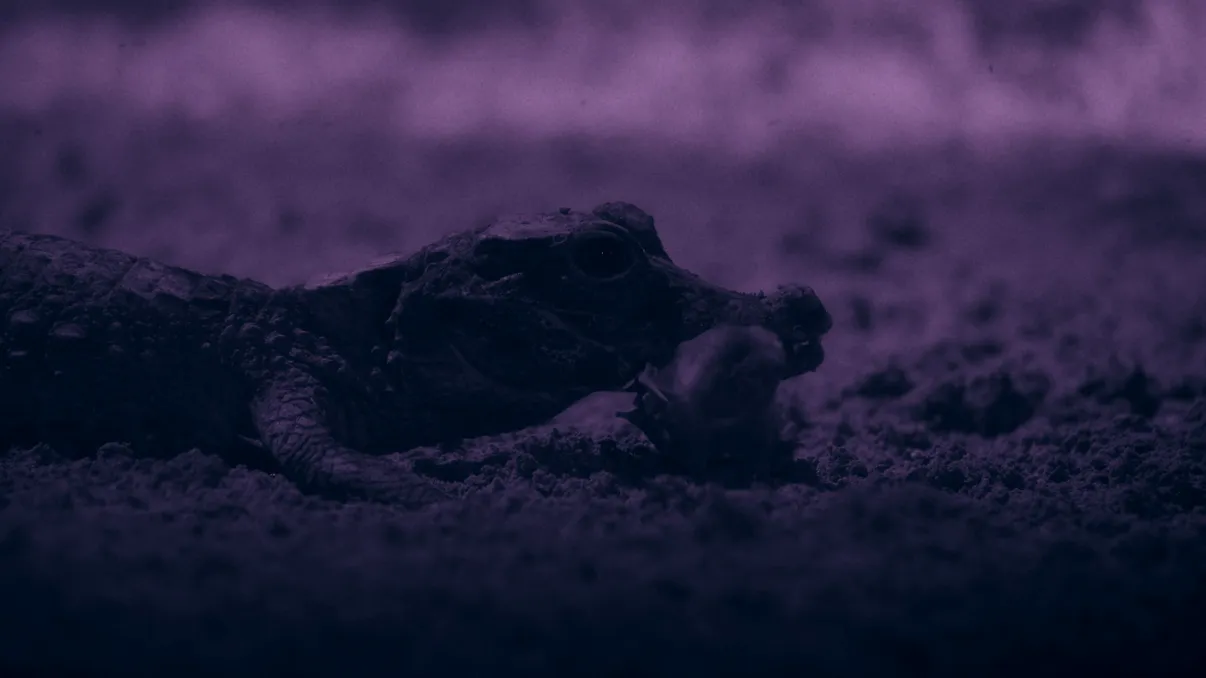 Cei mai mici crocodili din lume, filmați pentru prima dată vânând lilieci într-o peșteră din Gabon VIDEO