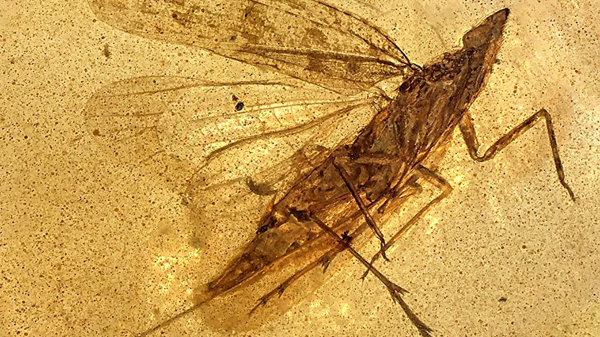 Insecta de 99 de milioane de ani botezată după aspiratorul din „Teletubbies”. Avea o „trompă” aproape de două ori mai lungă decât corpul