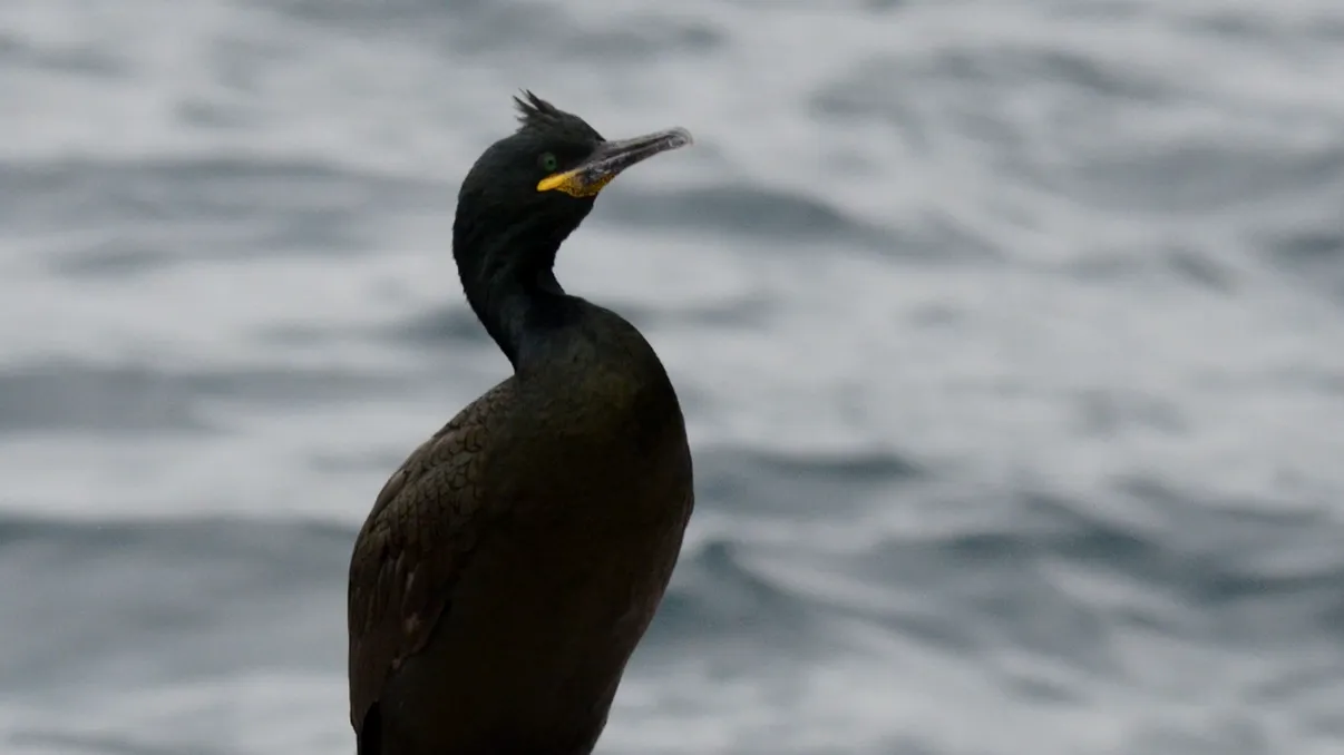 Ce e cormoranul moţat, noua specie observată în România