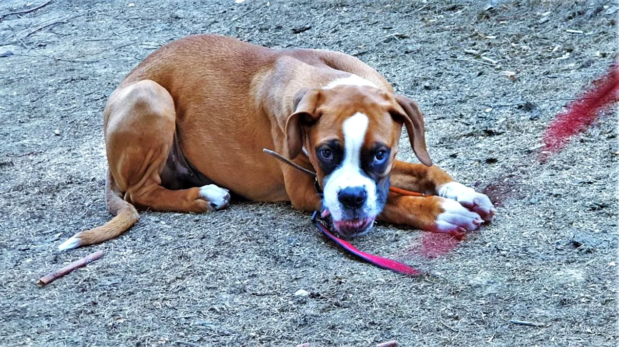 VIDEO Cum ar putea câinii să fie folosiți în depistarea cancerului