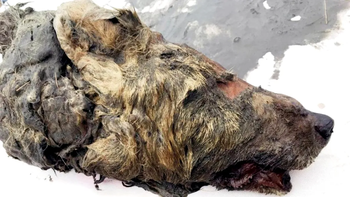 Lup gigant, găsit conservat în Siberia: la ce întrebări poate răspunde descoperirea oamenilor de știință