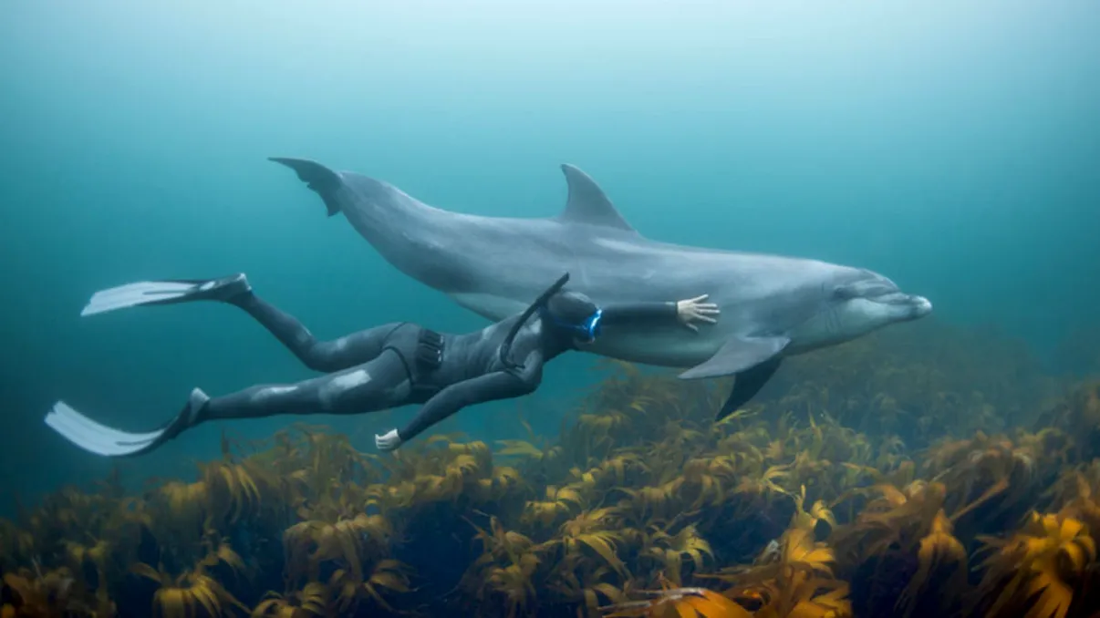 Delfini sau oameni: testul simplu care îți arată cine e mai deștept