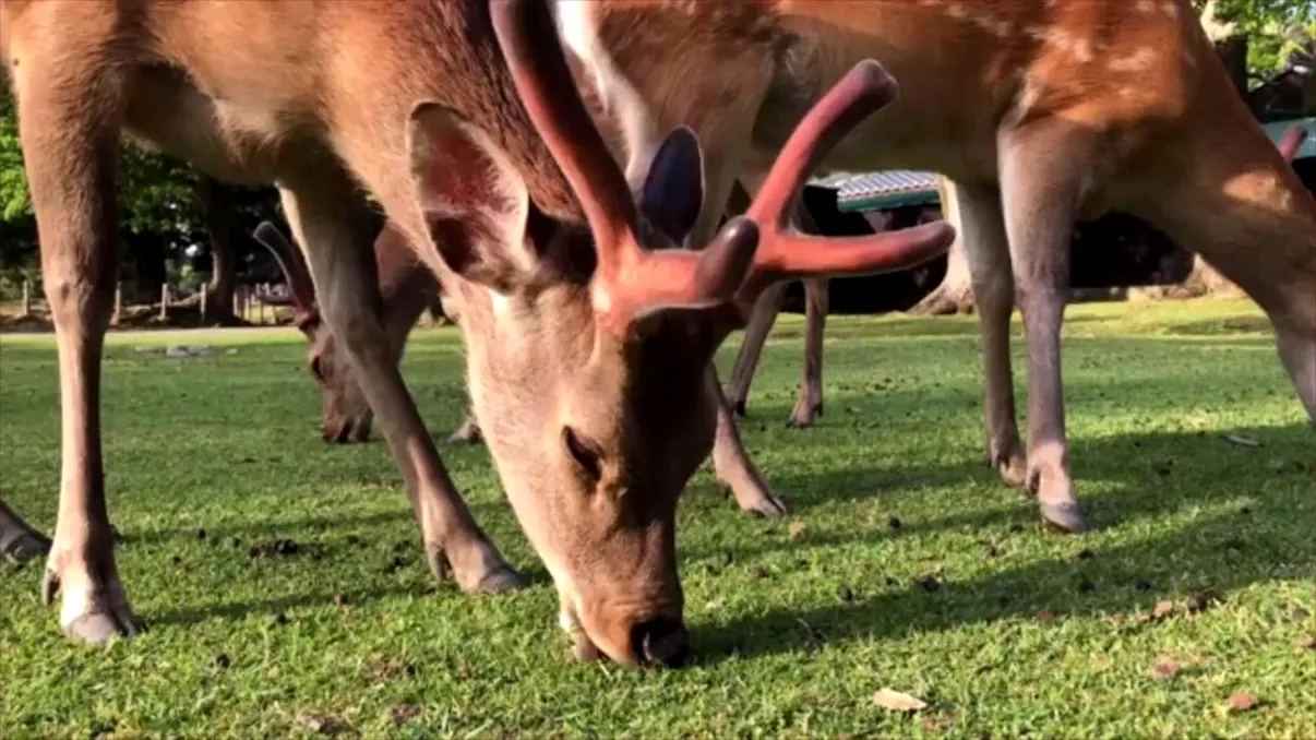 Au murit de la plastic: cât au înghițit nouă cerbi, înainte să-și dea suflul