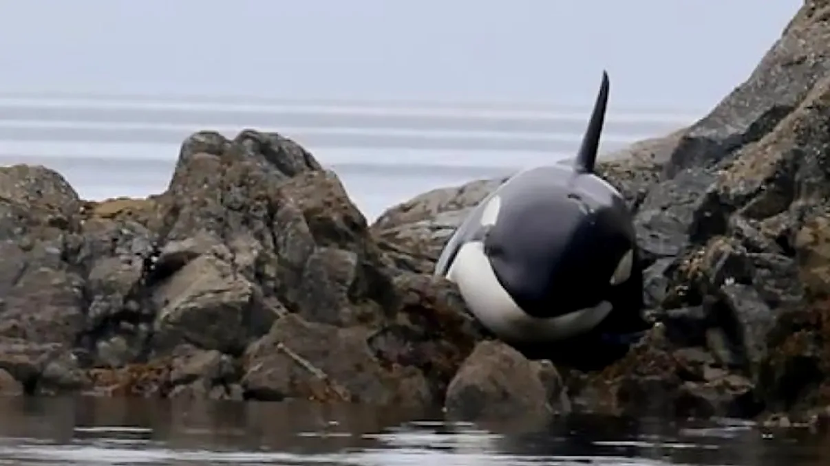 Au salvat o balenă ucigașă de la moarte: ce a pățit o orca când ”a strigat” după ajutor