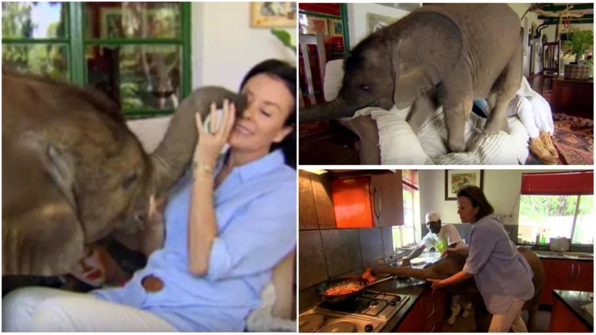 A ajuns să doarmă în pat cu un elefant, iar povestea ei îți va rupe sufletul