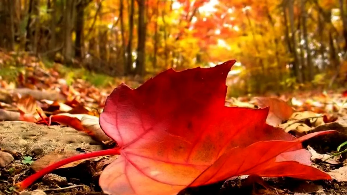 Prognoza meteo pentru jumătatea lunii noiembrie. Anunț important de la ANM