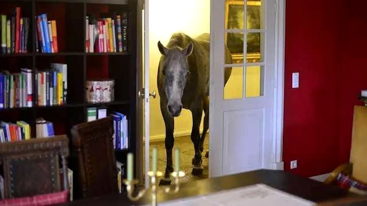 S-a trezit cu un cal în casă și nici măcar nu era al lui: ce căuta acolo