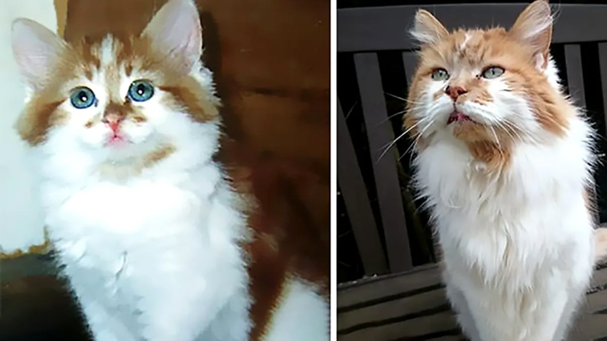 Ar putea fi cea mai bătrână pisică din lume: cum a ajuns la vârsta fabuloasă