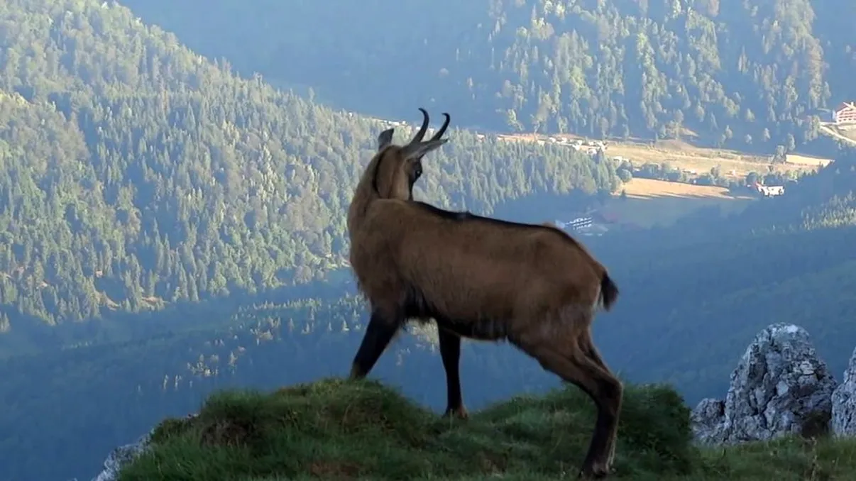 Cum arată capra mutant cu față umană. Locuitorii au ajuns să o divinizeze