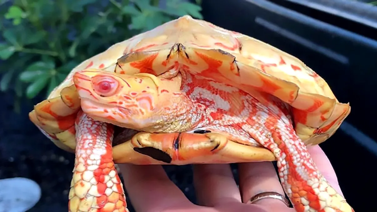 Pare de pe altă planetă, dar o afecțiune a făcut-o spectaculoasă: de ce arată așa