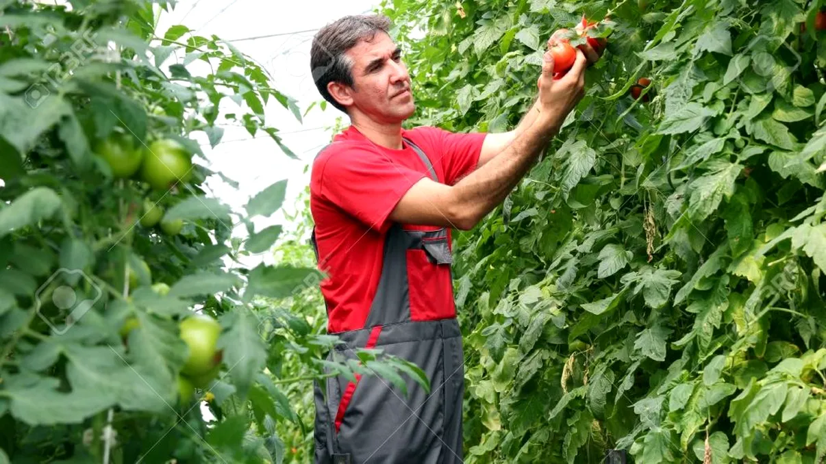 Românii sunt primii din Europa la acest aspect. Cum i-am depășit pe străini